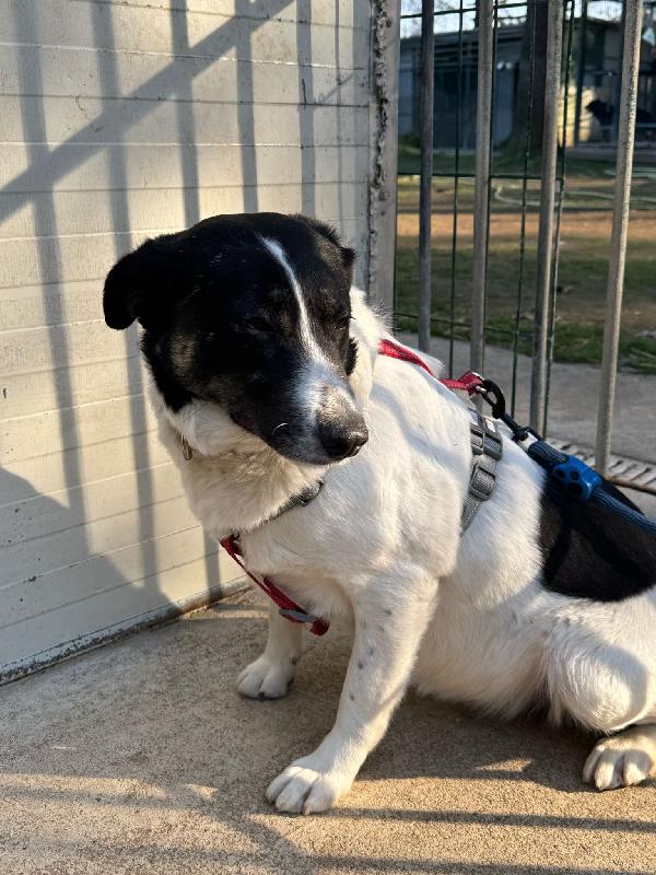 COOKIE_SPLENDIDA METICCIA Foto 7